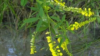 Melilotus officinalis Meliloto medicinal plant [upl. by Zetrok695]