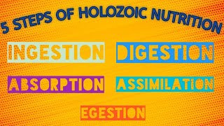 Steps Of Holozoic Nutrition  Class 7  Science  Chapter 2 [upl. by Feune]