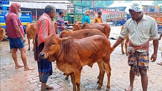 আজ ঈদের ২য় দিন  চট্রগ্রামের খামারী বৃষ্টিতে ভিজে ভিজে কেমন দামে শাহীওয়াল জাতের ষাঁড় গরু কিনলেন [upl. by Corly]