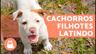 Os melhores LATIDOS de CACHORROS FILHOTES 🐶 🔊 Fofos demais [upl. by Cherilynn749]