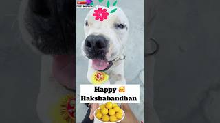 Pluto ki Traf Se Happy rakshabandhan 🥰 ​StreetDogPluto [upl. by Ynoffit416]