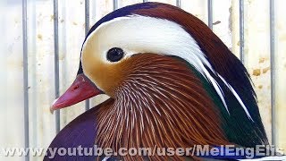 Canards Mandarins  Mandarin Duck  Mandarinente [upl. by Shanly]