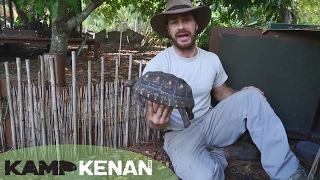 Best Cherry Head Redfooted Tortoise Care Tutorial  Kamp Kenan S2 Episode 13 [upl. by Adnahsat]