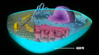 식물세포와 동물세포 [upl. by Barris]