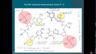 Biologia  Budowa DNA [upl. by Moulden]