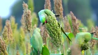 Parakeet Feeding on Jwar Bajra Khet Millet Field  Enjoying Seed Bali 🦜🌾 [upl. by Benedicto]