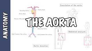 Clinical Anatomy  The Aorta sections and branches coarctation dissection and aneurysm [upl. by Maddalena489]