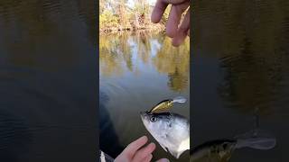 This crankbait SMASHED the crappie Bait in comments crappie crappiefishing crankbait fishing [upl. by Jenne]