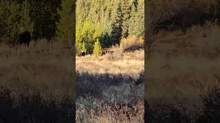 Colorado Bull moose bellowing at amp following a cow and calf in the fall [upl. by Aral95]