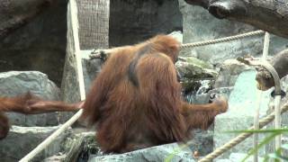 OrangUtanHaus Hagenbeck Hamburg 2011 [upl. by Nydnarb408]