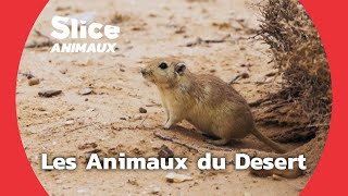 Les Zoologistes du Desert I SLICE ANIMAUX [upl. by Nuahsor]