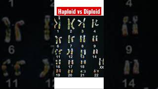 What Are Haploid amp Diploid Cells  A Brief Science Tutorial [upl. by Eisseb]