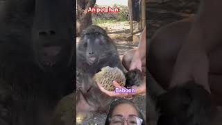 The baboon has insane reflexes short baboon insane [upl. by Afra205]