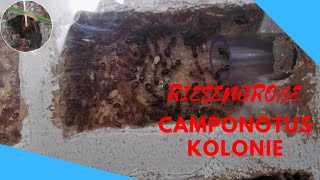 400 ARBEITERINNEN CAMPONOTUS KOLONIE  Camponotus spec Camponotus festinus Unboxing [upl. by Courcy]