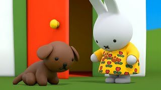 Miffy and The Muddy Dress  Miffy  Miffys Adventures Big amp Small [upl. by Onfroi]