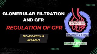 Glomerular Filtration And GFR  Regulation of GFR  Renal Physiology [upl. by Reffotsirk]