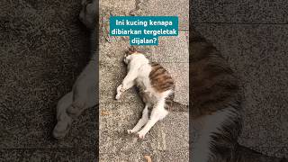 Kucing terbaring dijalanan kucing kucinglucu cat cutecat [upl. by Bringhurst]