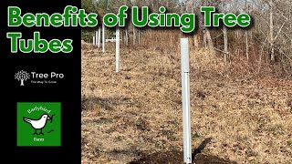 Benefits of Using Tree Protection Tubes  Planting Dunstan Chestnut Trees [upl. by Patty]