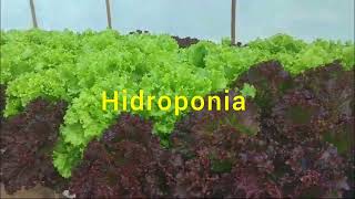 como platar hortaliças na hidroponia vidaruralf4m roça hortaliças hidroponia agro alface [upl. by Philina939]