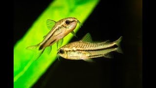 Corydoras Pygmaeus My experience with Pygmy Corys [upl. by Heron]