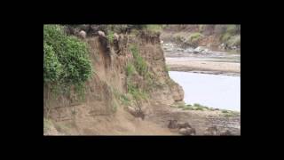 Wildebeest Crossing the Mara River [upl. by Aitnic]