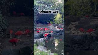 Odense Zoo zoo [upl. by Ahsinak]