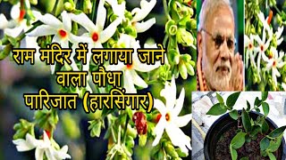 एक पौधा ओर इतने सारे गुणपारिजात पौधे को कटिंग से कैसे लगाए Grow To Parijat Plant For Cutting [upl. by Nivek818]