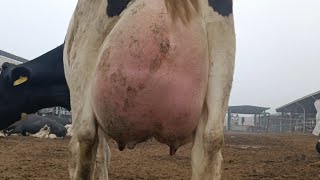 Huge Udder Cow at Dairy Farm [upl. by Doughman]