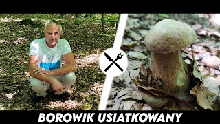 Borowik Usiatkowany  Sobowtór prawdziwka [upl. by Tully]