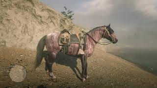 RDR2 New Horse Brindle Criollo [upl. by Ynna933]