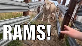 I Warned Ewe Australian Sheep Farm Vlog [upl. by Ardnaiek]