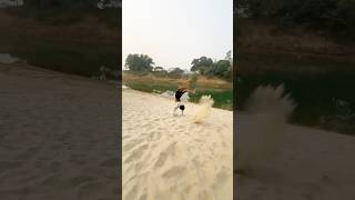 ￼ kitne back hand spin Mare Hai flip shorts video [upl. by Llenehc446]