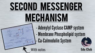 Second Messenger Mechanism Of Hormone Action  Cell Signalling  Endocrine Physiology [upl. by Antony877]