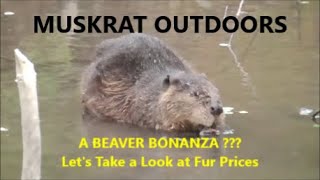 A BEAVER BONANZA  Lets Take a Look at Fur Prices [upl. by Ylrebma]