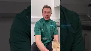 Vet shows how to use antibark collar 👀 vetadvice dogtraining dogs vetcare dogtraining pets [upl. by Aunson368]