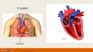la circolazione sanguigna [upl. by Einotna]