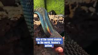 One of the rarest snakes in the world Boelens pythonis shedding his skin🐍🌈 shorts shortvideo [upl. by Viquelia]