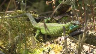 Westliche Smaragdeidechse Lacerta bilineata Moseltal bei Cochem [upl. by Aylward]