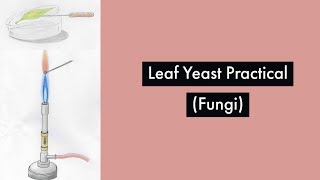 Leaf yeast practicalFungi Chapter Leaving Cert Biology [upl. by Leo]