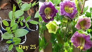 How To Grow Cup And Saucer Vine From Seed Cobaea Scandens flower Rare Garden Urduहिंदी [upl. by Marcellina]