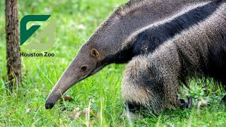 Jaguars Cant Stop This Giant Anteater [upl. by Obala]