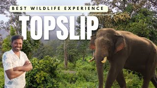 Topslip Pollachi  Elephant Camp  Best Wild Life Experience  gopiholidays topslip elephantcamp [upl. by Nayarb626]