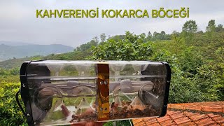 KAHVERENGİ KOKARCA BÖCEĞİ MÜCADELESİ [upl. by Sands]