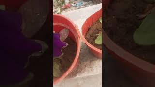 Surfinia plant viralvideo flowers viwes [upl. by Ysak897]