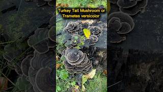 Turkey Tail Mushroom  Trametes versicolor mushroom turkeytail fungi woodland deadtree [upl. by Novelia]