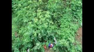 Antiviral Herbs for Herpes in Pankaj Oudhias Medicinal Plant Database Part601 [upl. by Bessie635]