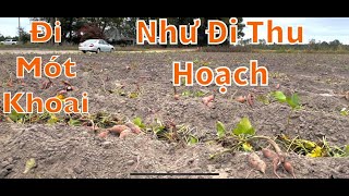 MÓT KHOAI LANG Ở MỸ MÀ GIỐNG NHƯ ĐI THU HOẠCH Ở VIỆT NAM  GIẤC MƠ MỸ161 [upl. by Kila]