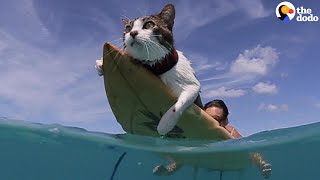 This Hawaiian Cat Loves Surfing With His Parents  The Dodo [upl. by Mayne]