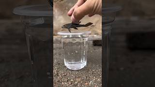 Pleco🦈 ice testing 🥶 plecofish fish aquarium pleco petsman indianfishgay fishvideo petfish [upl. by Allehcim]