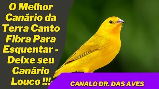 O Melhor Canário da Terra Canto Fibra Para Esquentar Deixe seu Canário Louco [upl. by Olleina948]